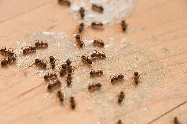 Best Mosquito Control Services  in Marlin, TX